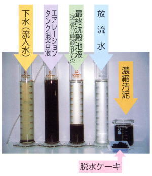 左から、下水（流入水）→エアレーションタンク混合液→最終沈殿池（混合液を30分間沈殿させたもの）→放流水→濃縮汚泥