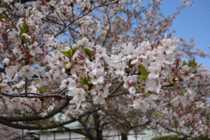 徳島中央公園のソメイヨシノのアップ写真