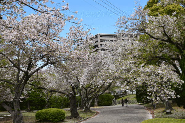 徳島中央公園のソメイヨシノの全景写真