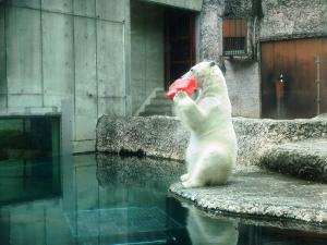 「玩具を持って立ち上がるポロロ」の写真