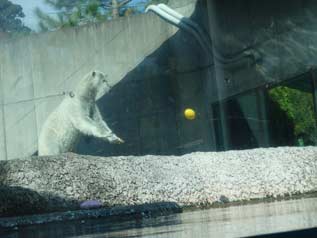 獲物となるブイを投げるポロロ