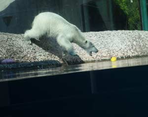 ブイを狙ってプールにダイブするポロロ