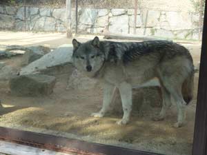 ガラス越しに見るシンリンオオカミのユウキ