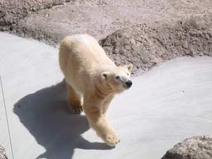 とくしま動物園来園当時のポロロ