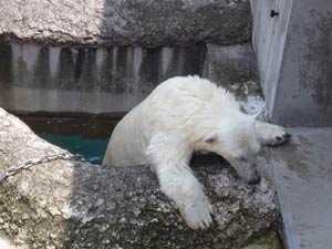 昇降口から出てくるポロロの写真