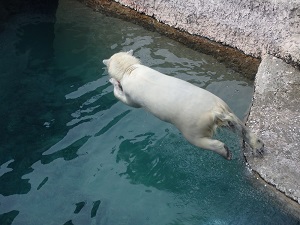 玩具に飛びつくポロロの写真